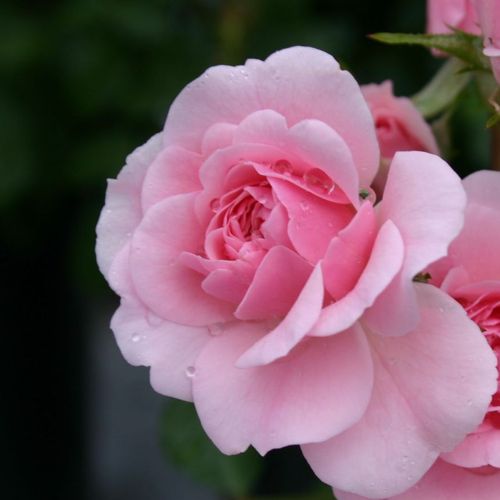 Rosa Sommerwind® - roz - Trandafir copac cu trunchi înalt - cu flori în buchet - coroană tufiș